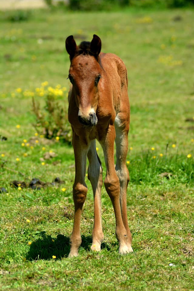 Kyrio du val khyri